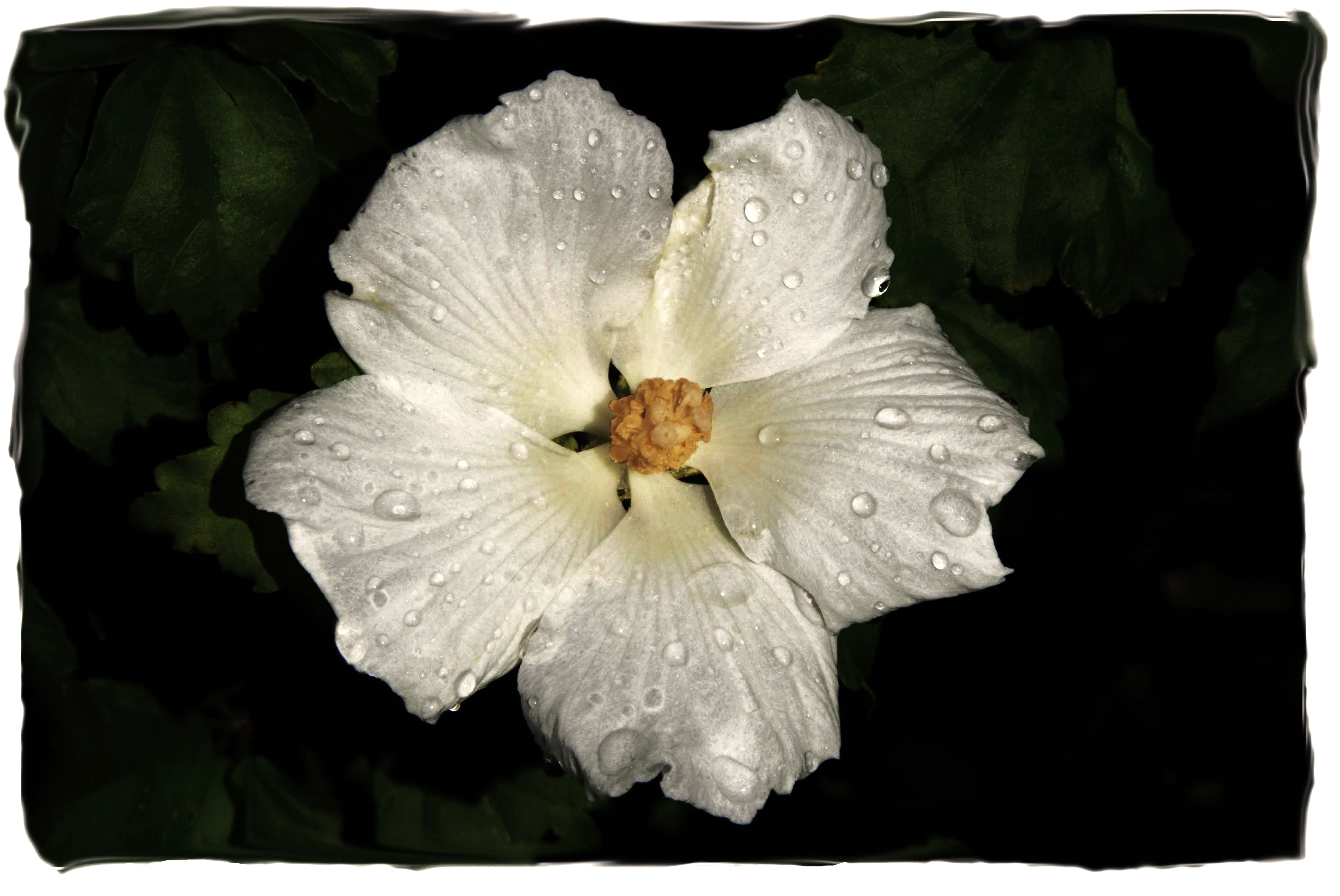 Rose-of-Sharon-Water-Drops_1