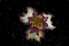 Bearded Iris